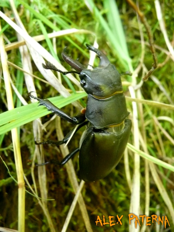 Lucanus Cervus